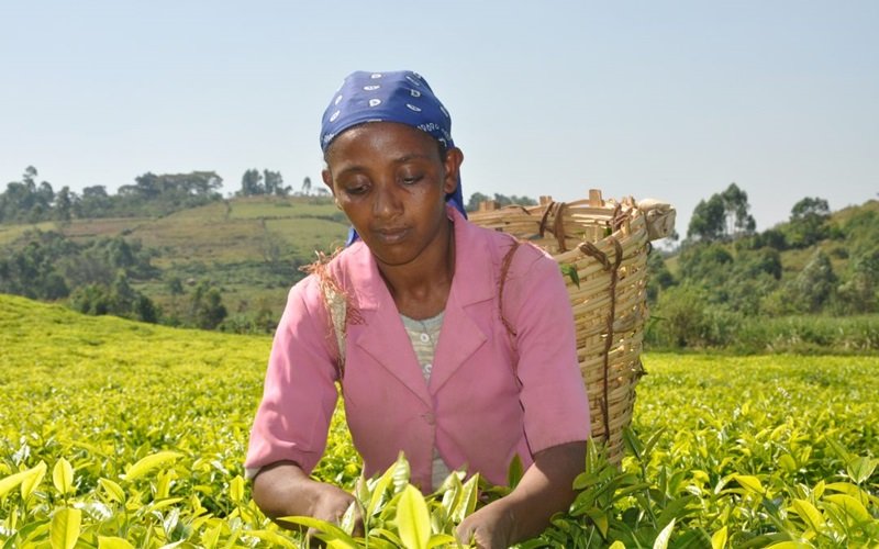 Gumero Tea - Ethiopia