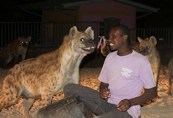 Hyenas _ Harar 